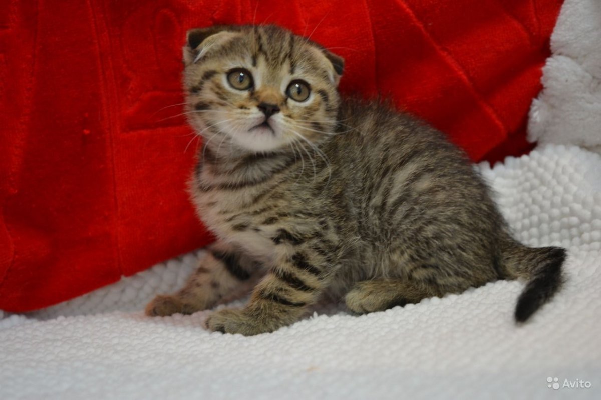 Скоттиш фолд котята табби на золоте
