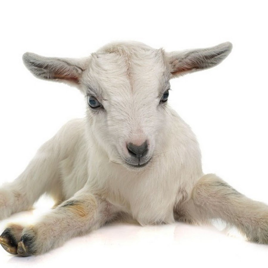 Коза белая безрогая