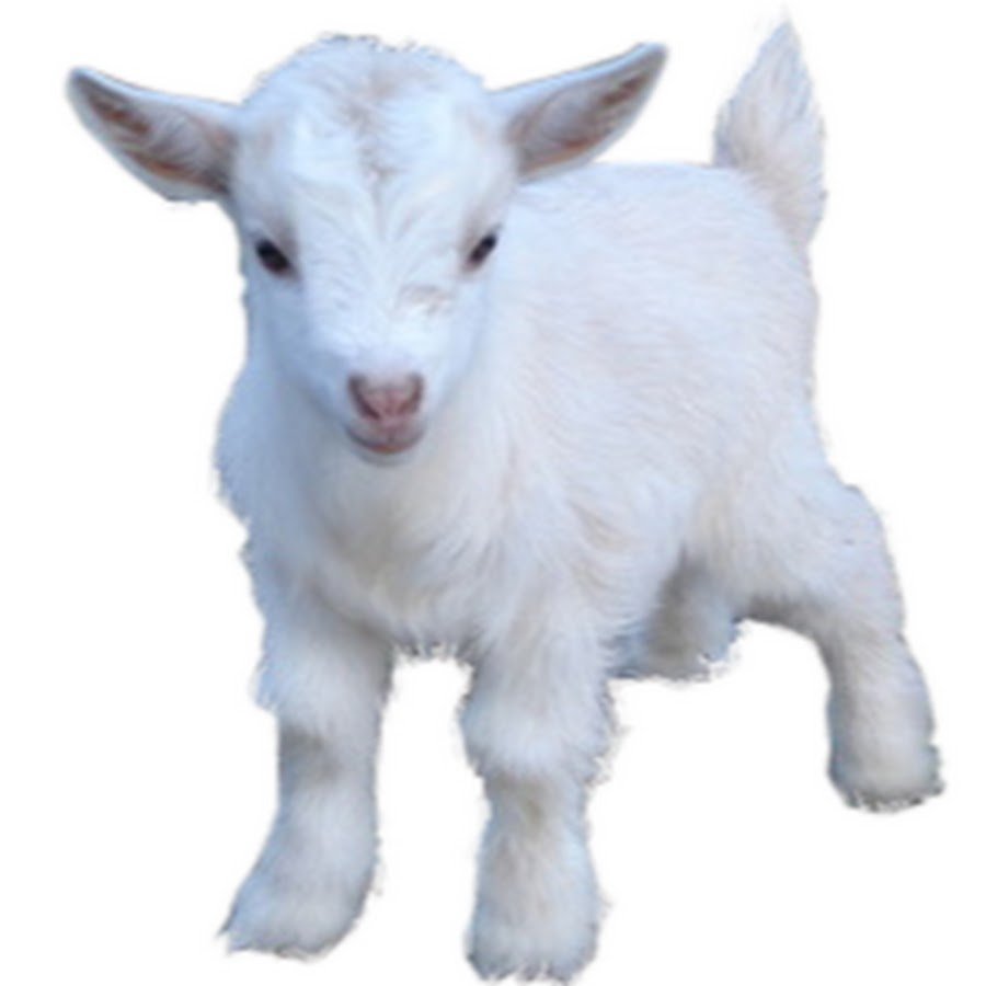 Декоративные козочки