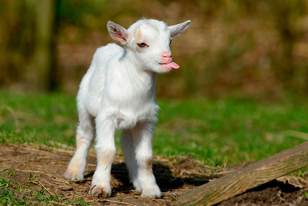 Фотосессия с козленком на природе