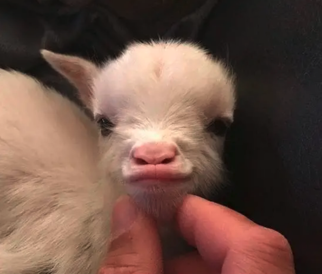 Козлик на руках