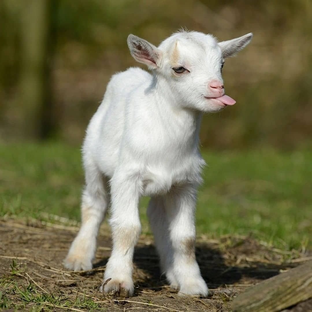 Коза с бантиком