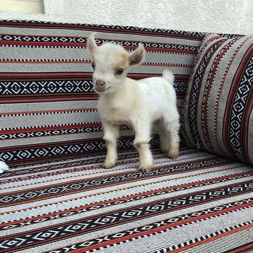 Козленок на руках