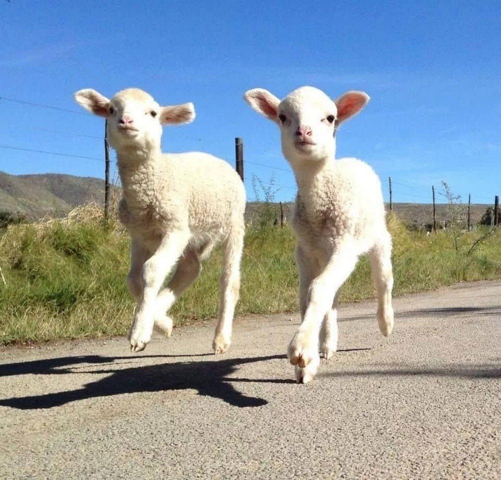 Милые козлята