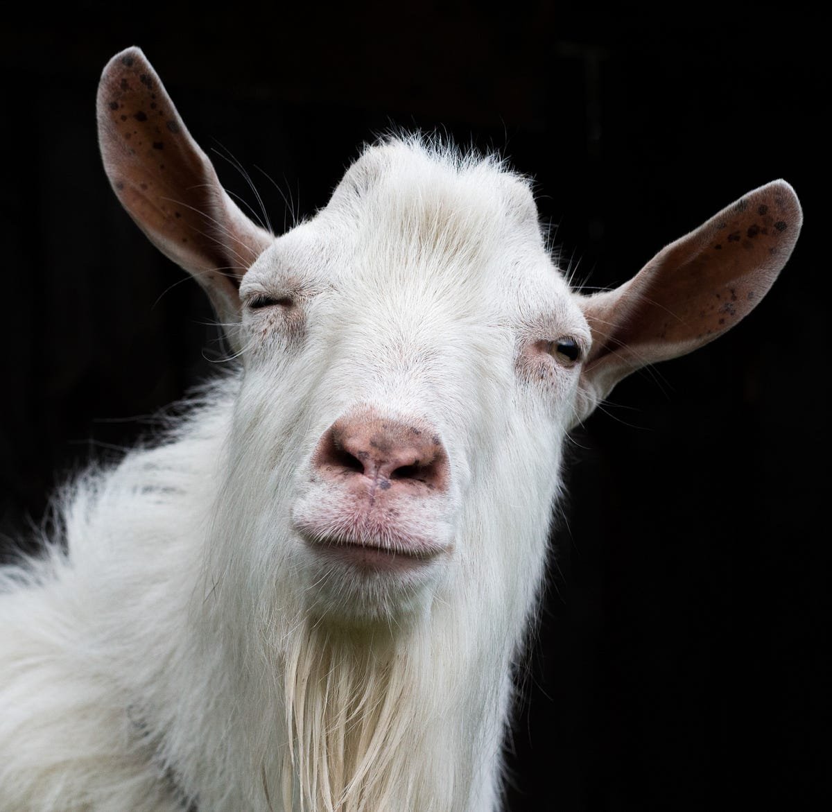 Коза на черном фоне