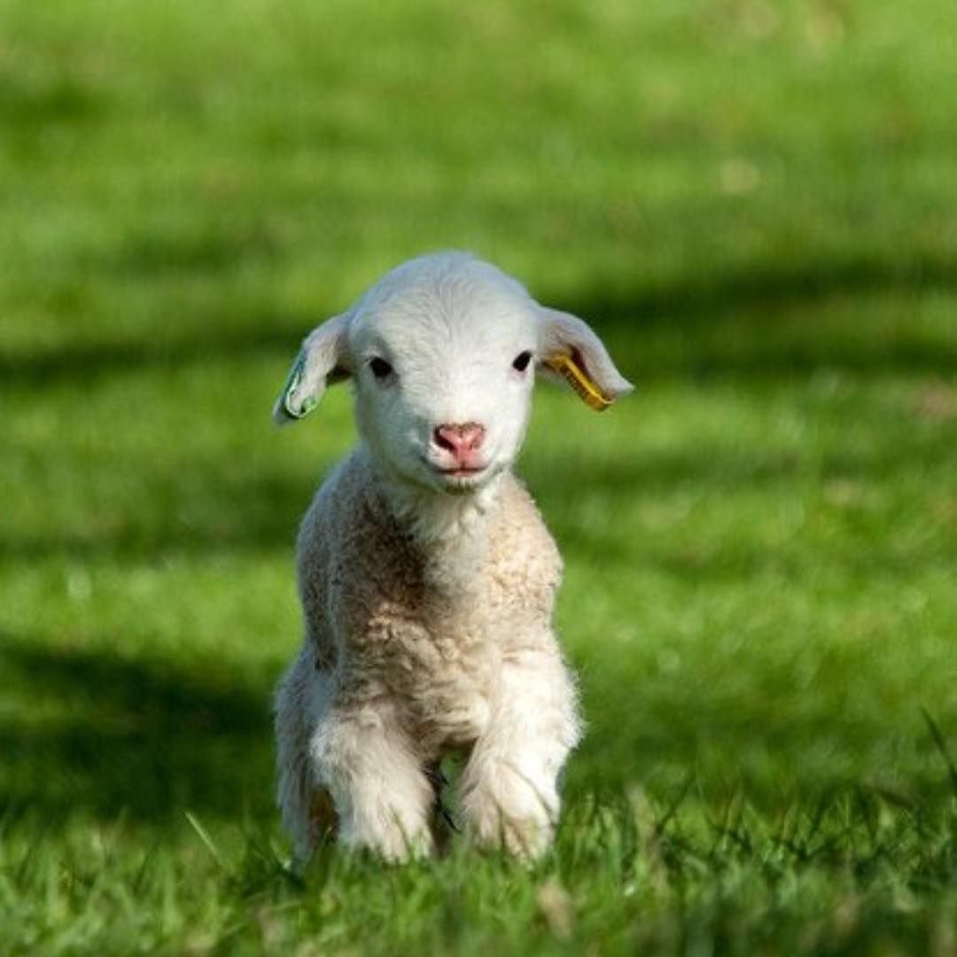 Коза в поле