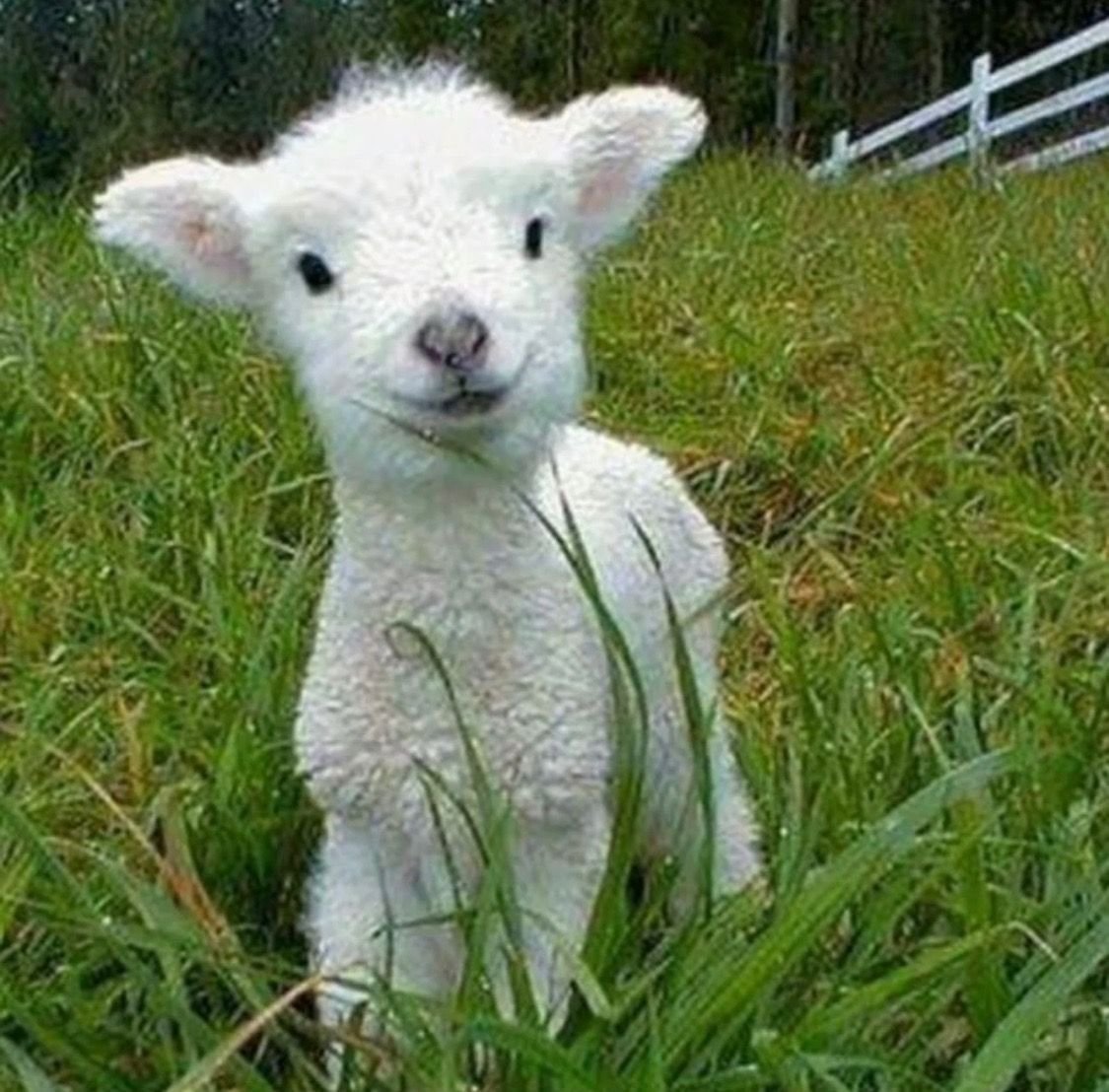 Козлик на диване