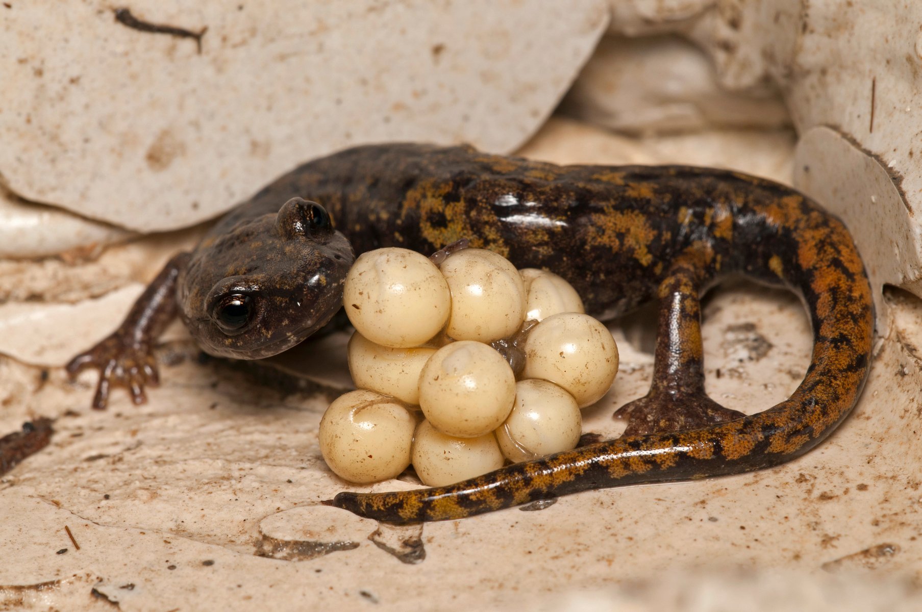 Размножение ящериц яйцами. Яйца Саламандры. Тритоны малоазиатский яйца. Гребенчатый Тритон яйца. Тритон Огненная саламандра.
