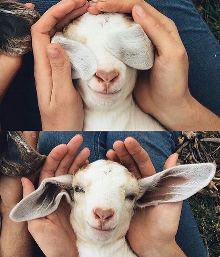 Кличка козленка