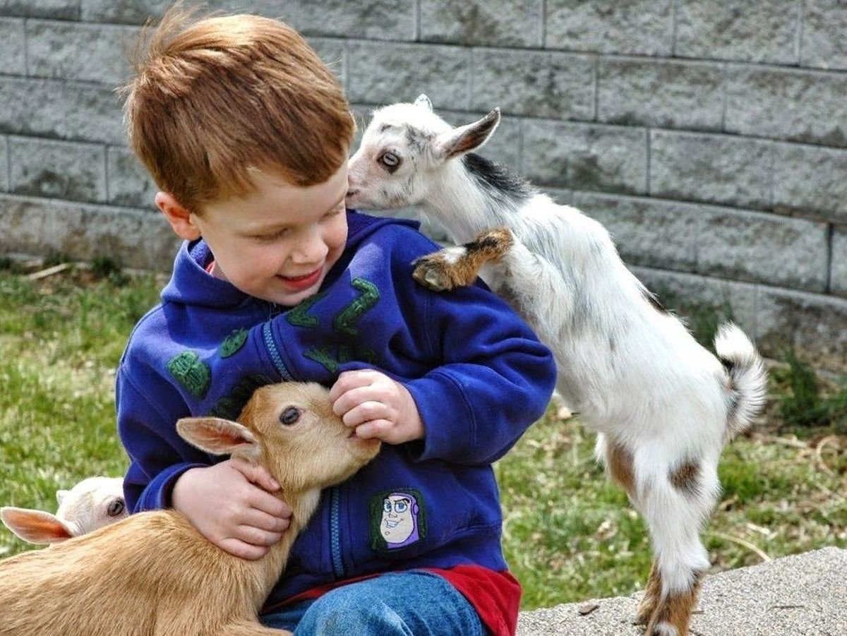 Карликовая коза Пигмей