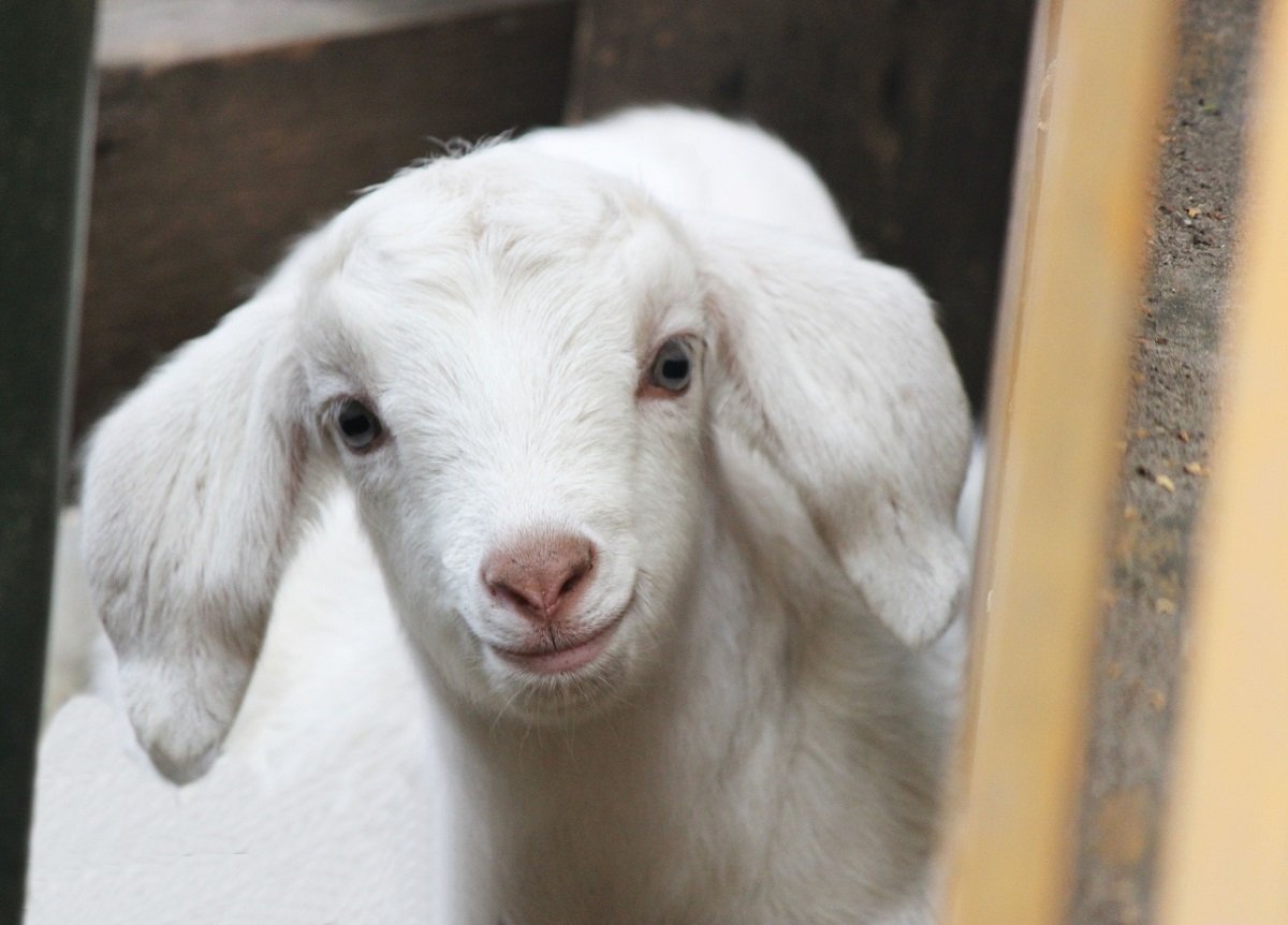 Ягненок для детей