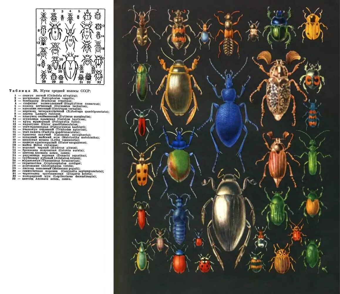 Атлас определитель разновидности Жуков