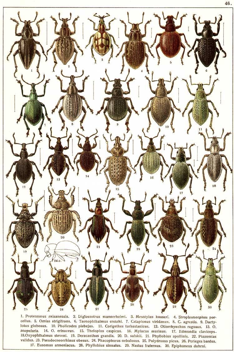 Якобсон определитель Жуков