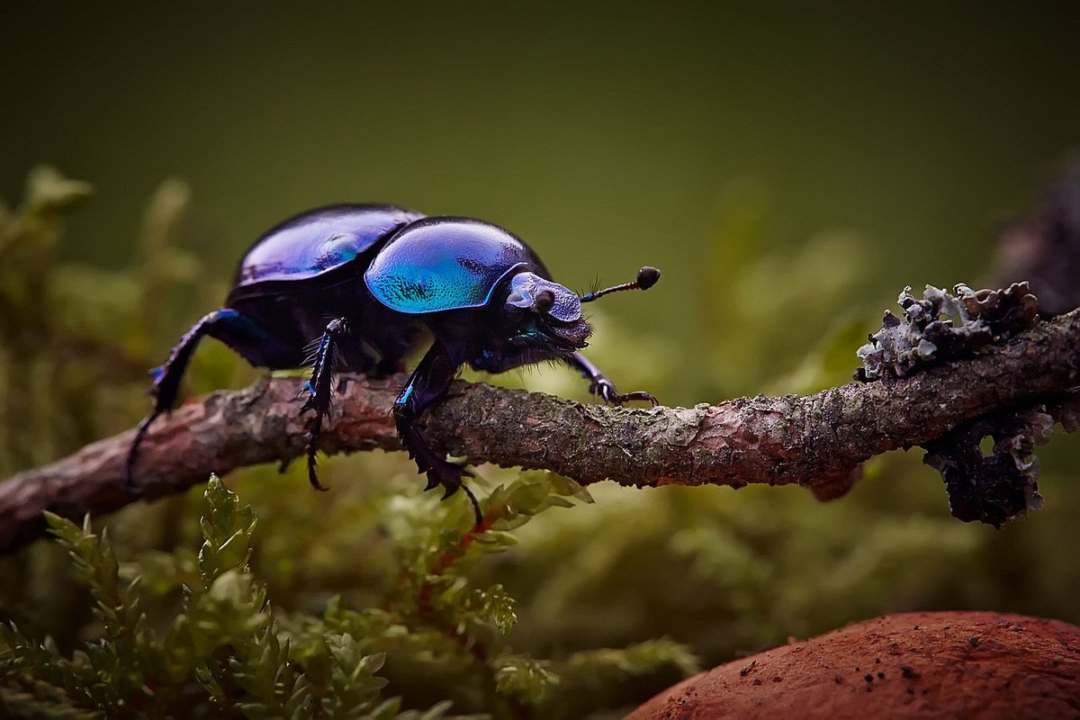 Плотоядные жуки скарабеи