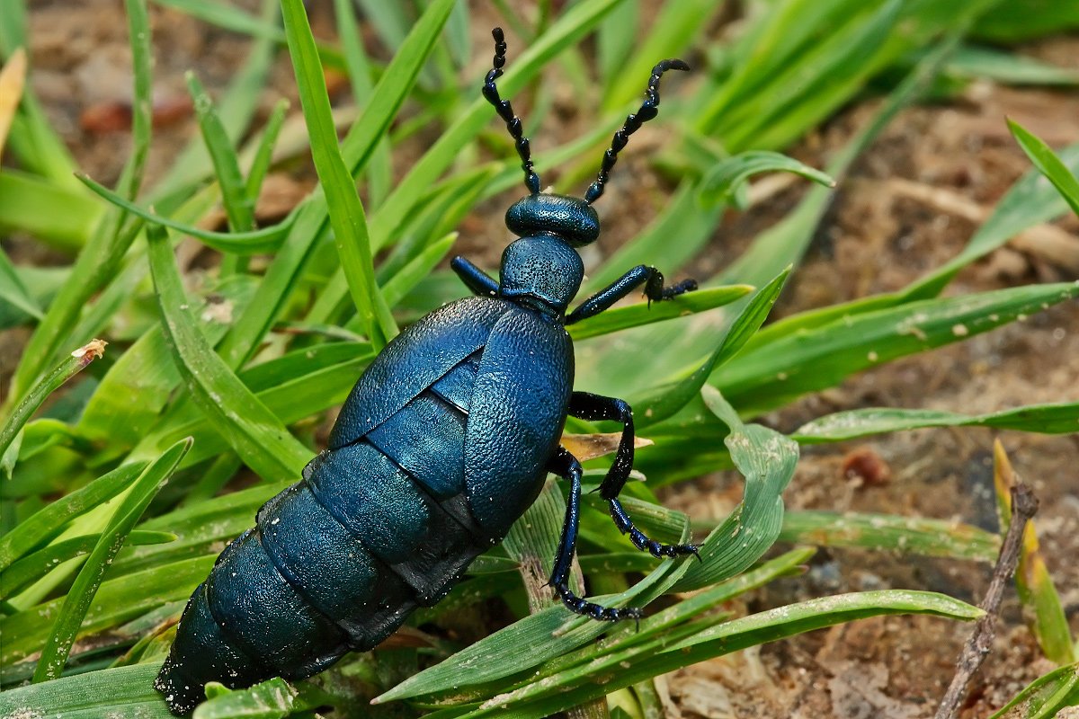 Жук  Meloe violaceus