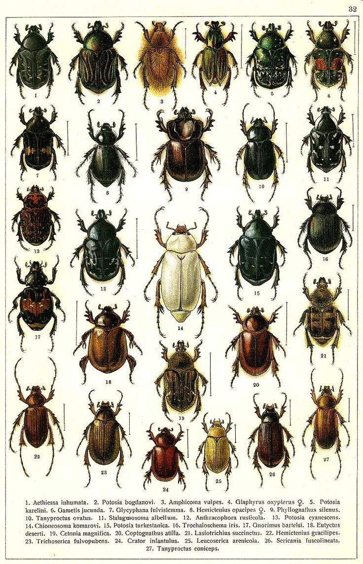 Якобсон определитель Жуков