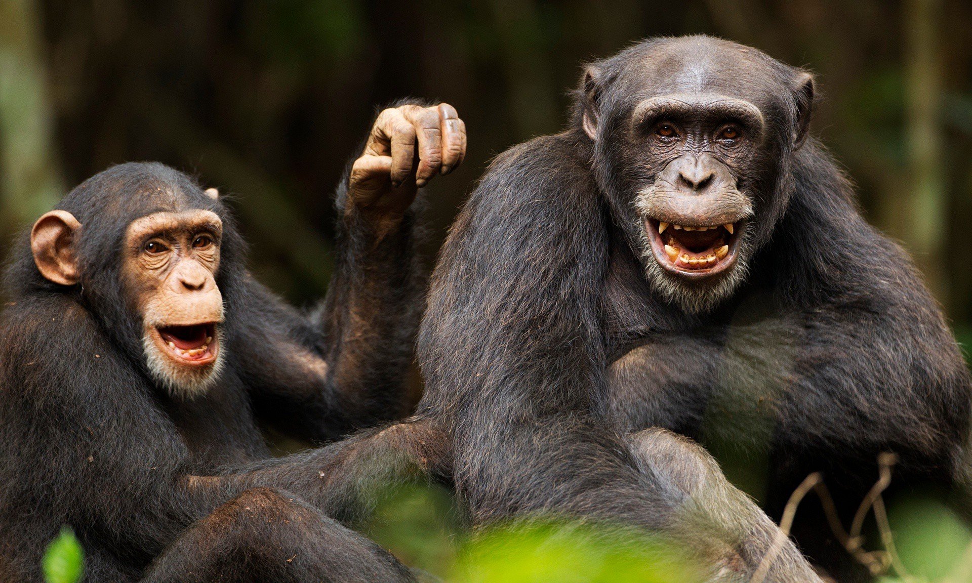 Смешное шимпанзе. Смешные обезьяны. Шимпанзе. Обезьяна смеется. Шимпанзе смеется.