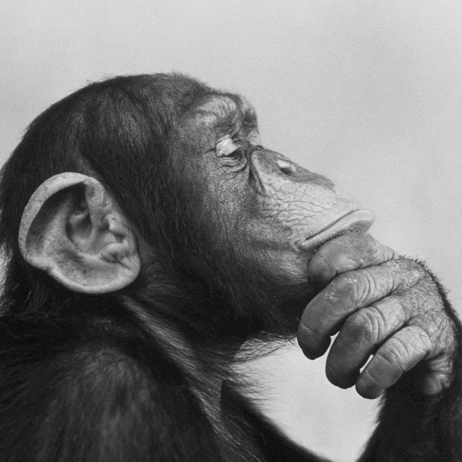 Смешные обезьяны