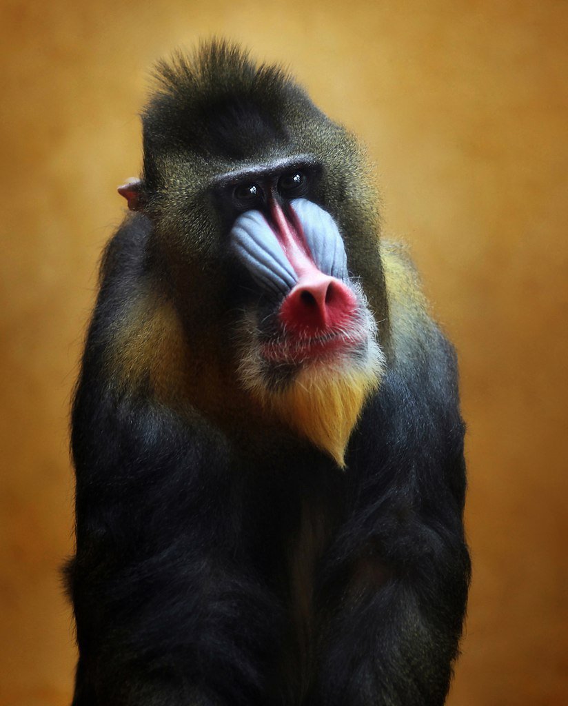 Японские макаки