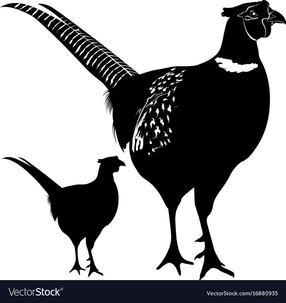 Фазан Амурский