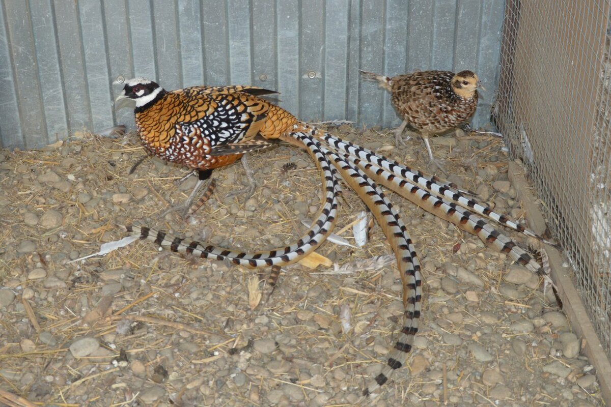 Художник Арчибальд Торберн картины