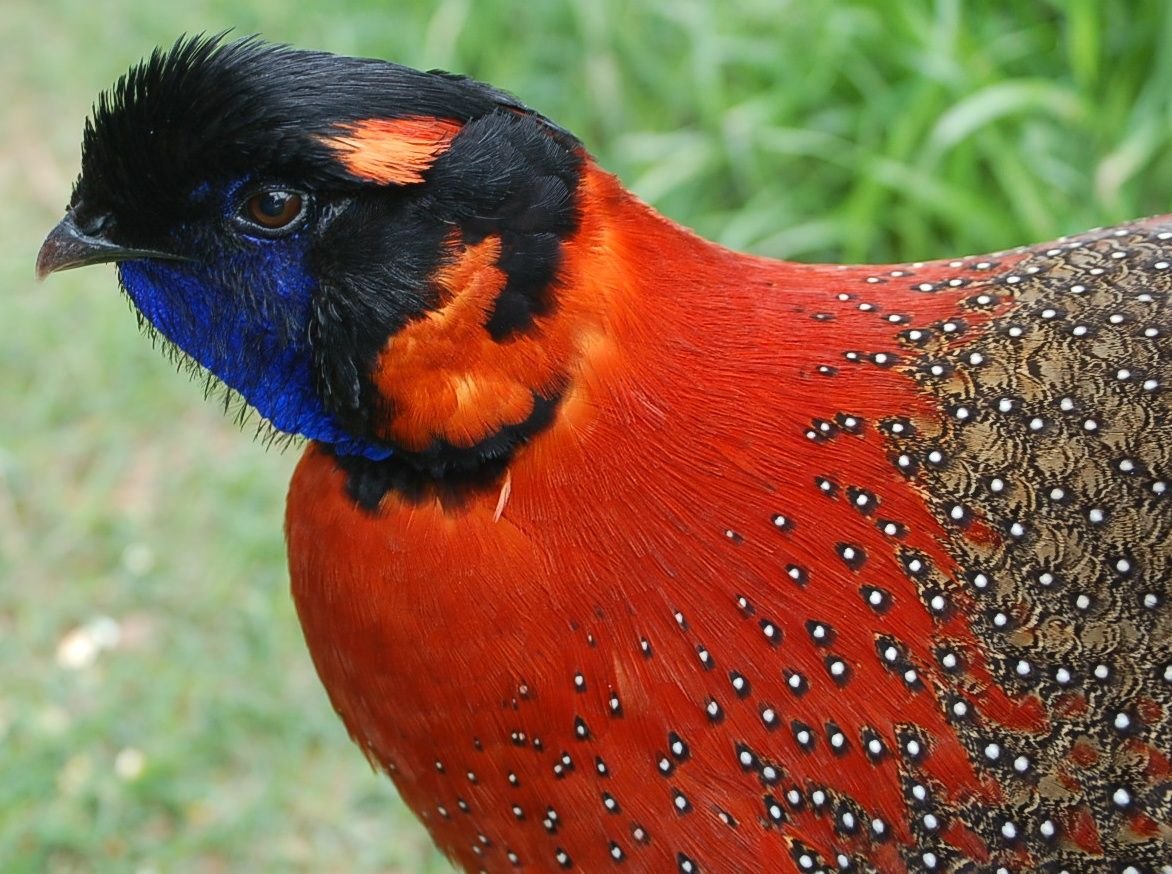 Рисунки для гравировки фазан