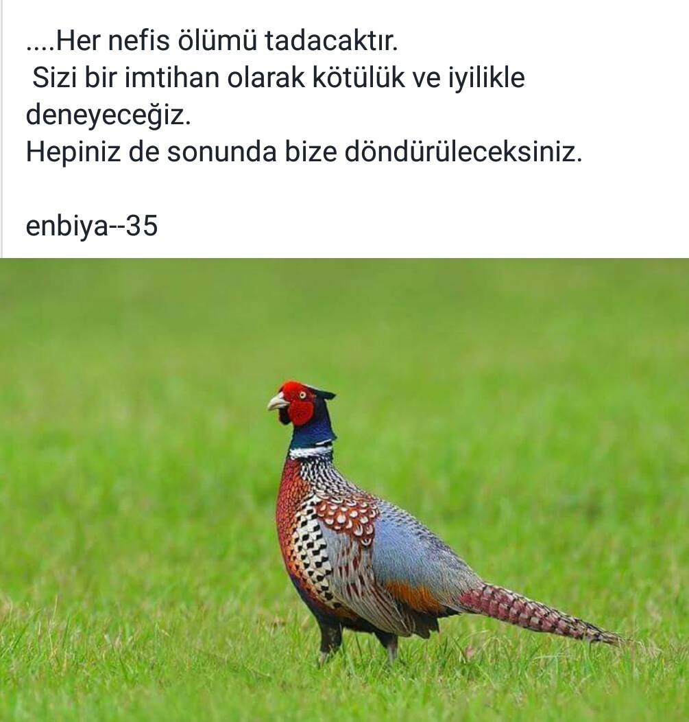 Зелёный фазан / Phasianus versicolor