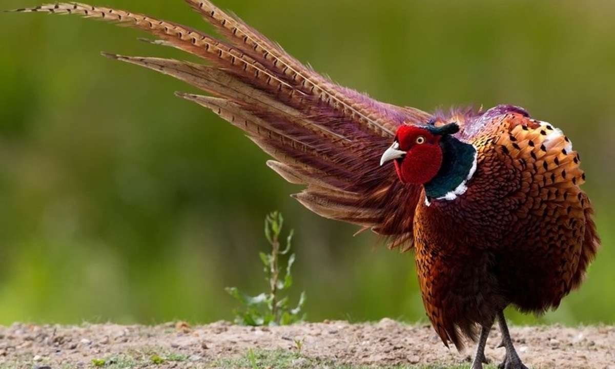 Фоновые птички разноцветные картинки big Birds