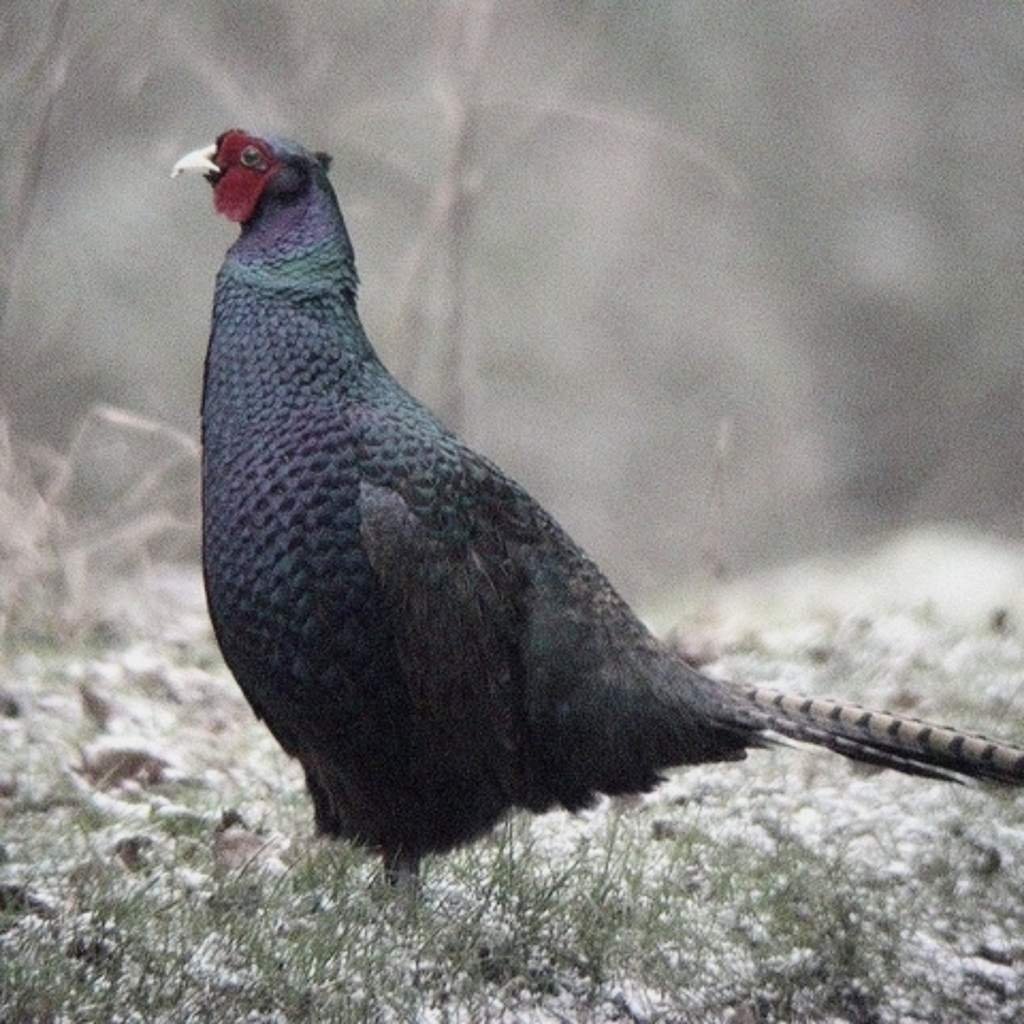 Фазан раскраска для детей