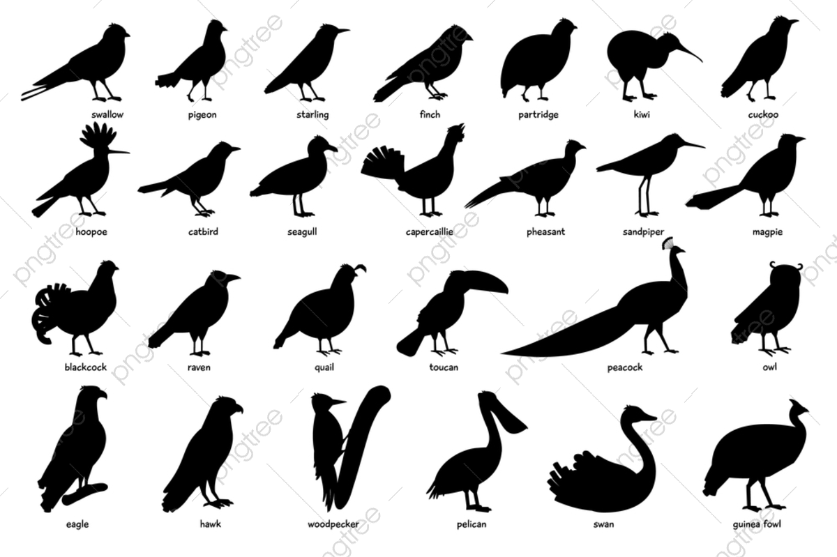 Фазан вектор