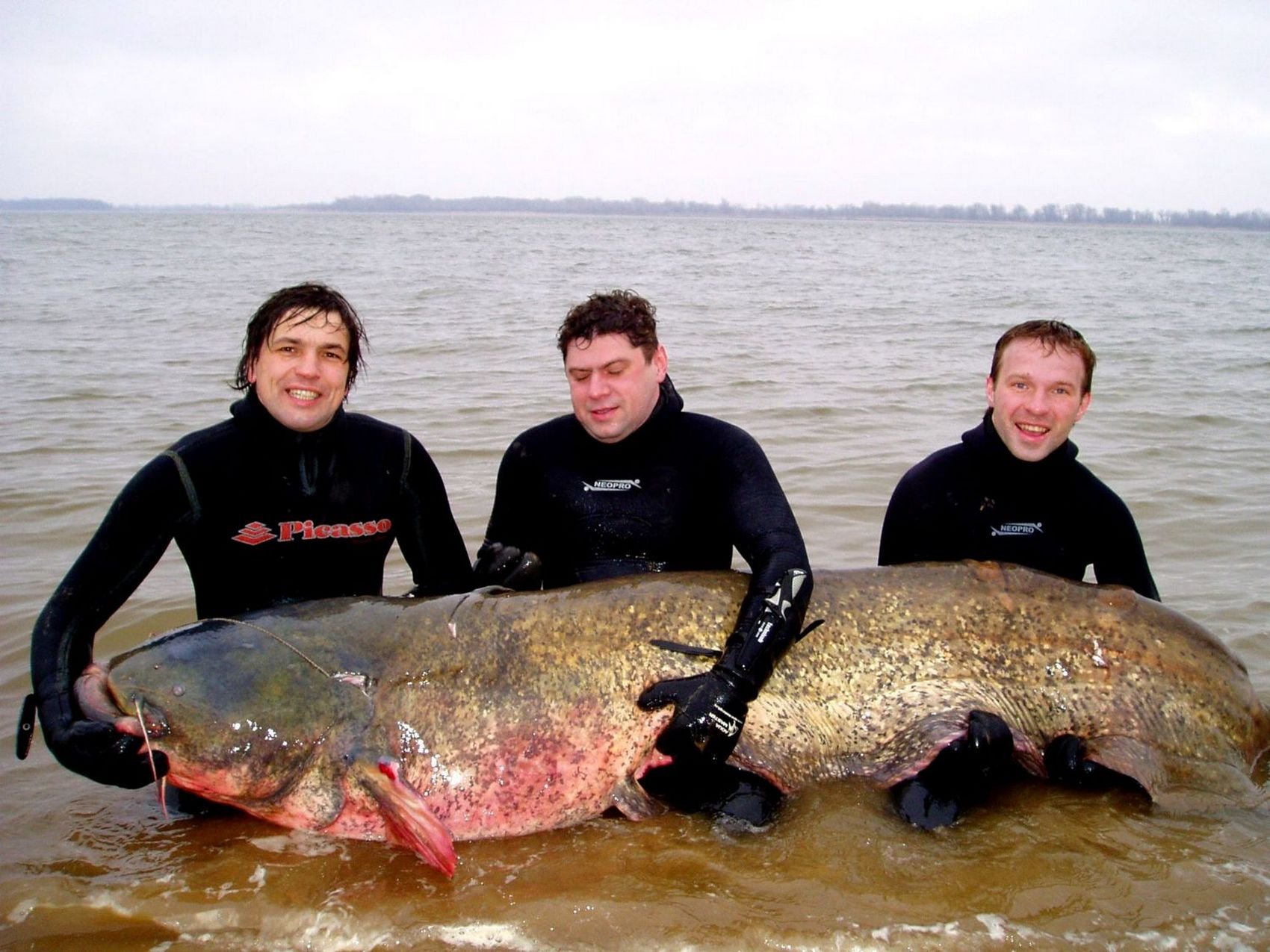 Крупнейшая рыба россии. Самый большой сом пойманный в мире. Самый большой выловленный сом в мире. Гигантский сом людоед самый большой в мире.