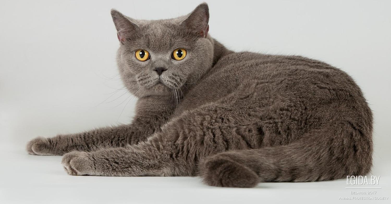 Стандарты британской породы кошек. Британская короткошёрстная кошка породы кошек. Порода кошек Британская прямоухая. Порода Британская короткошерстная. Порода кошек Британская короткошерстная прямоухая.