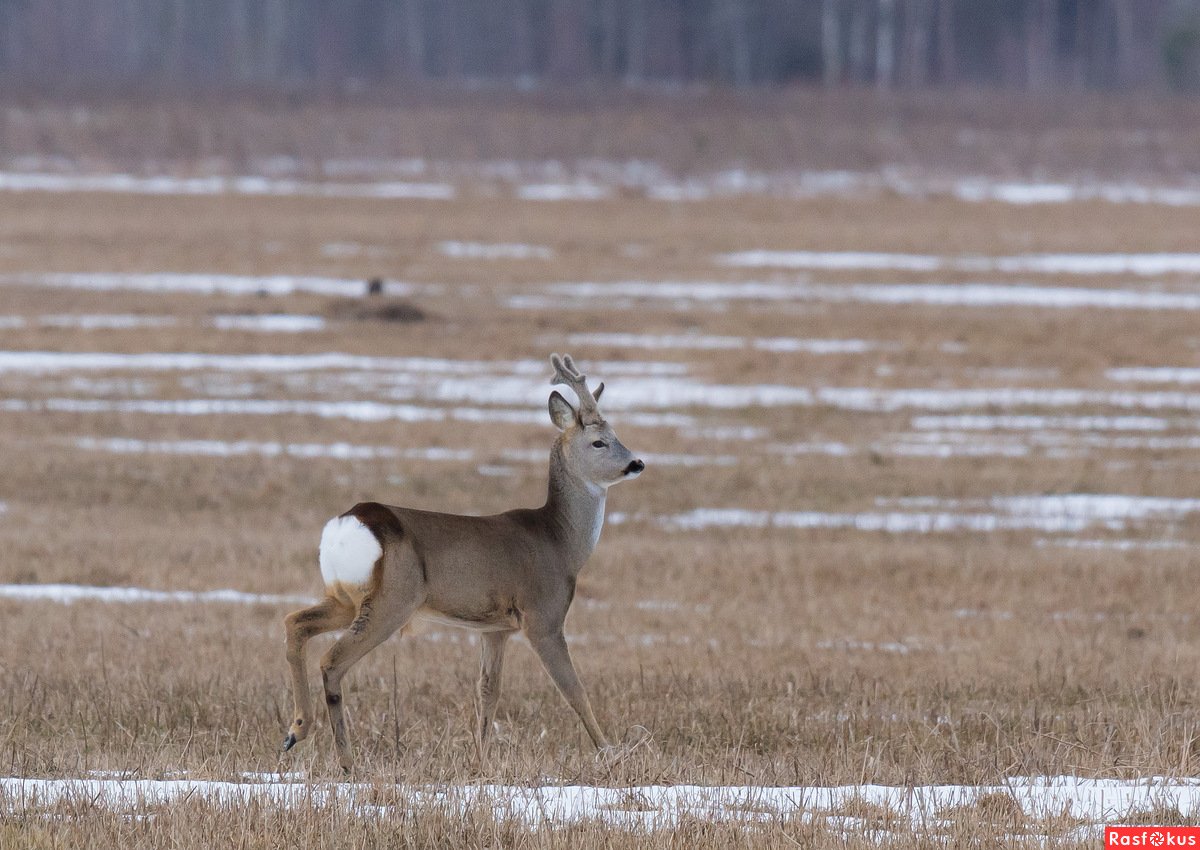 Стадо косуль