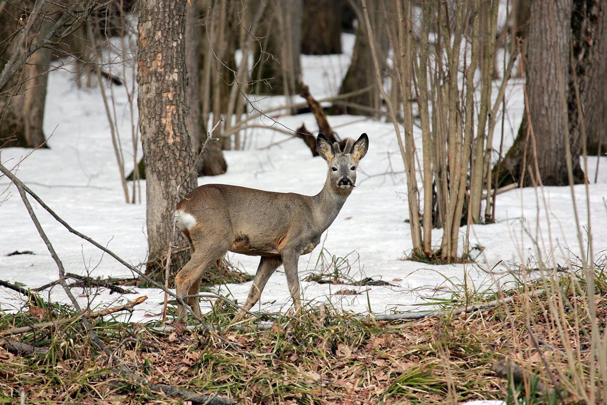 Косуля это млекопитающее