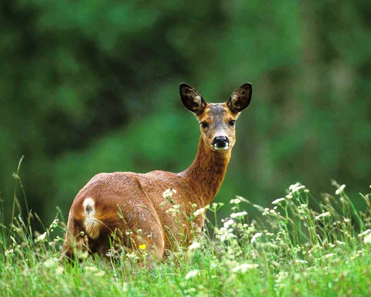 Косуля в Московской области