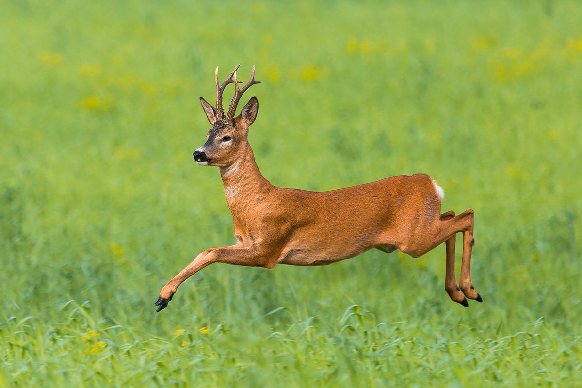 Сибирская косуля Забайкалье