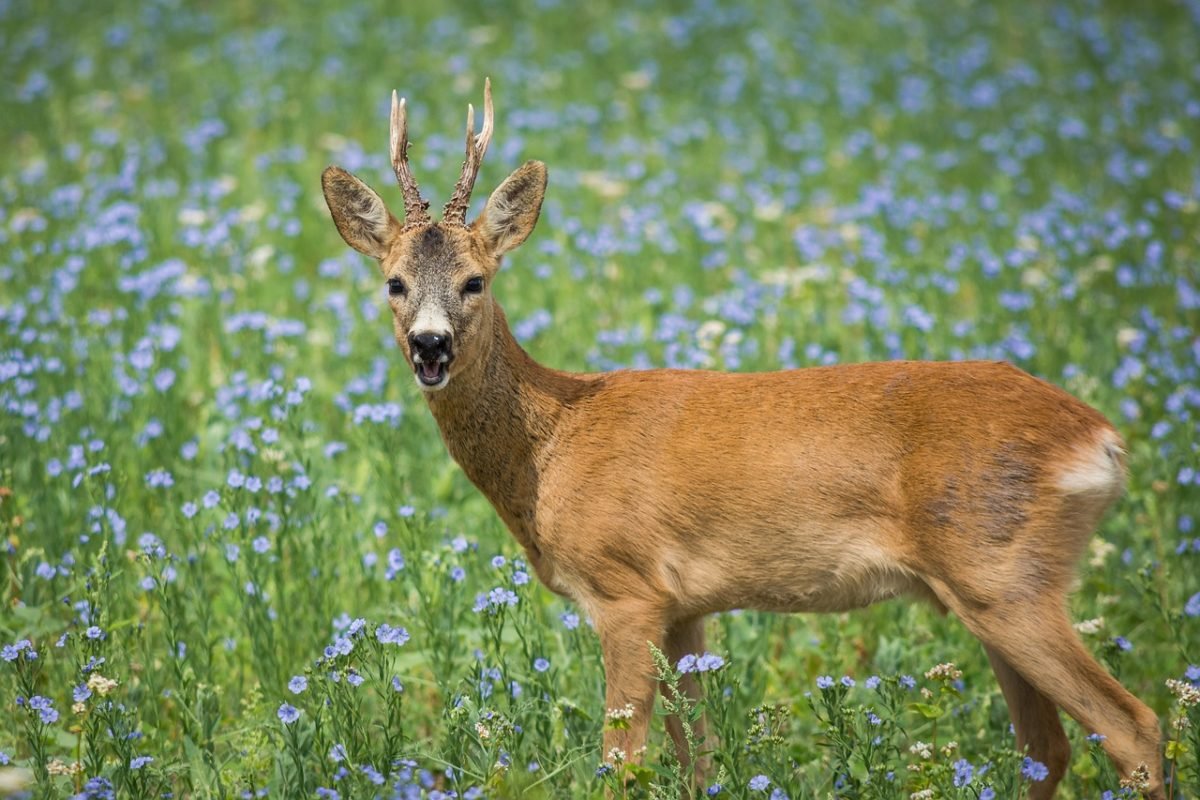Nubian Ibex