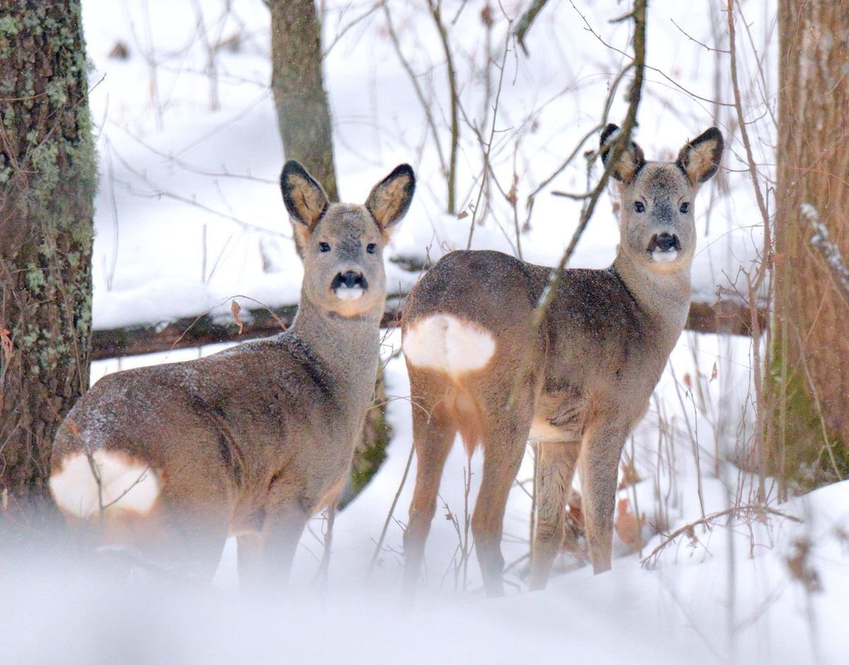 Стадо коз в горах