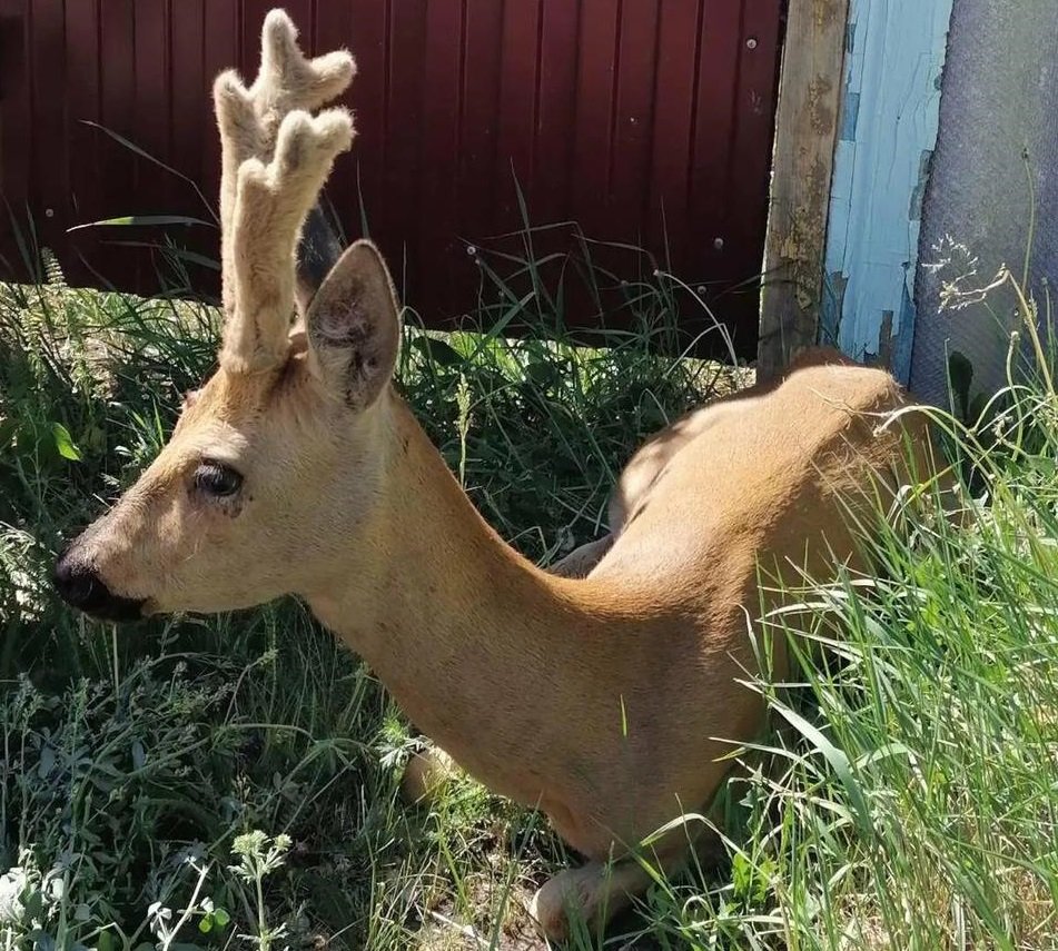 Сибирская косуля Гуран