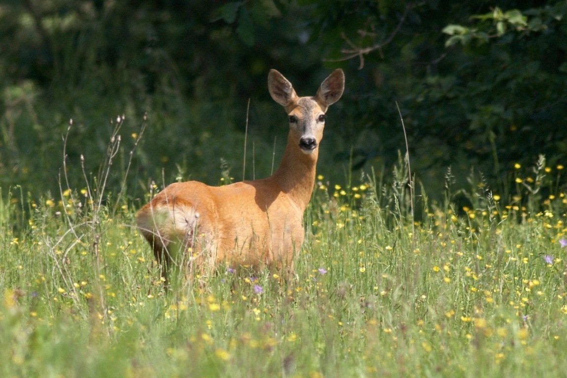Сибирская косуля Гуран