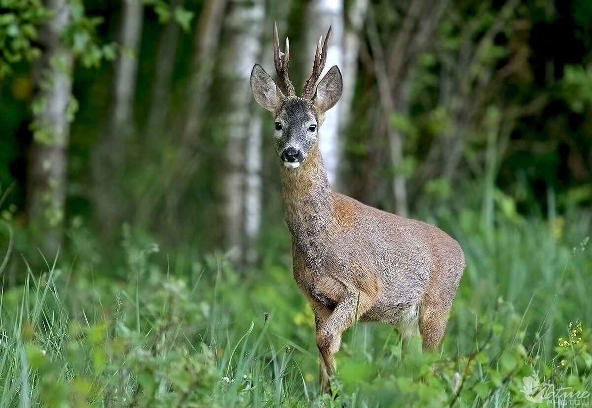 Уральский дикий козел