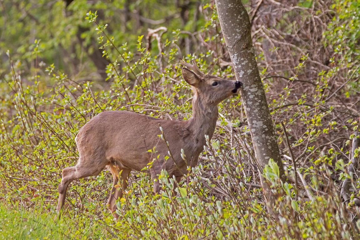 Белохвостый олень Канада охота