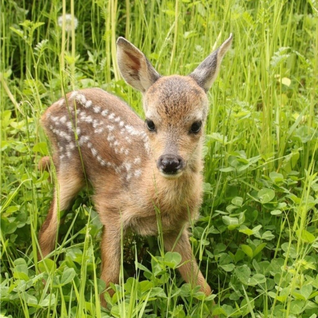 Коза Дикая Сибирская