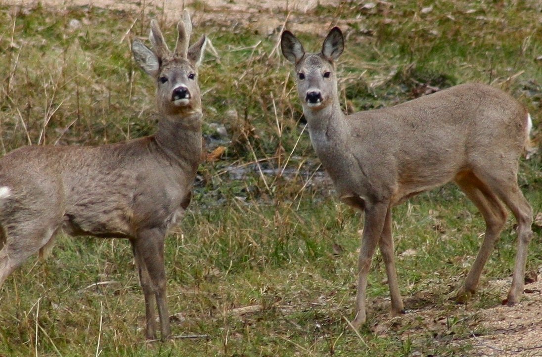 Козёл дикий Лесной