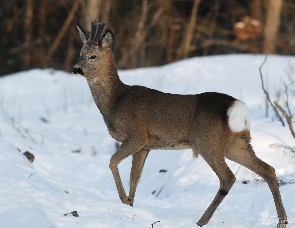 Косуля Сибирская зима