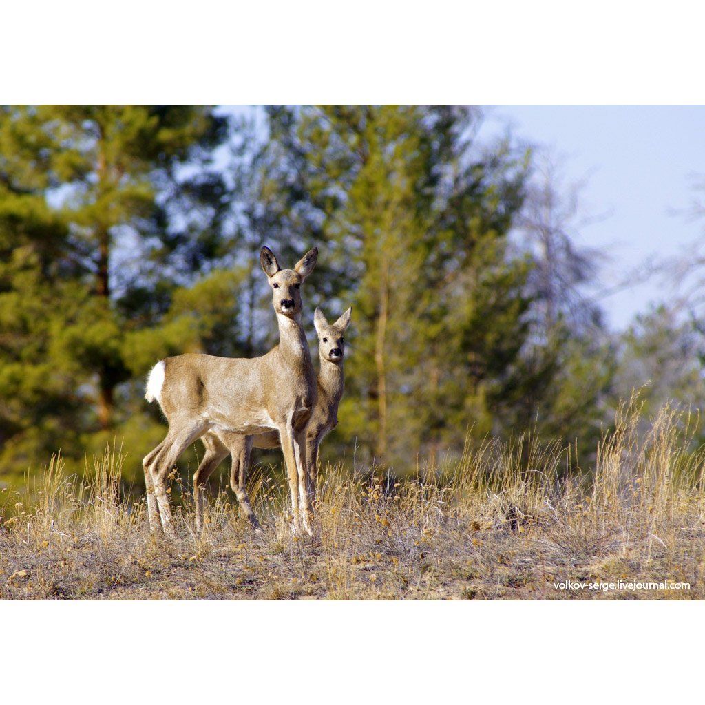 Кабарга самка
