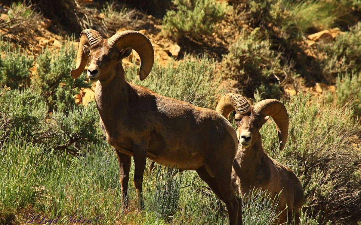 Косуля волгоградскойтобласти