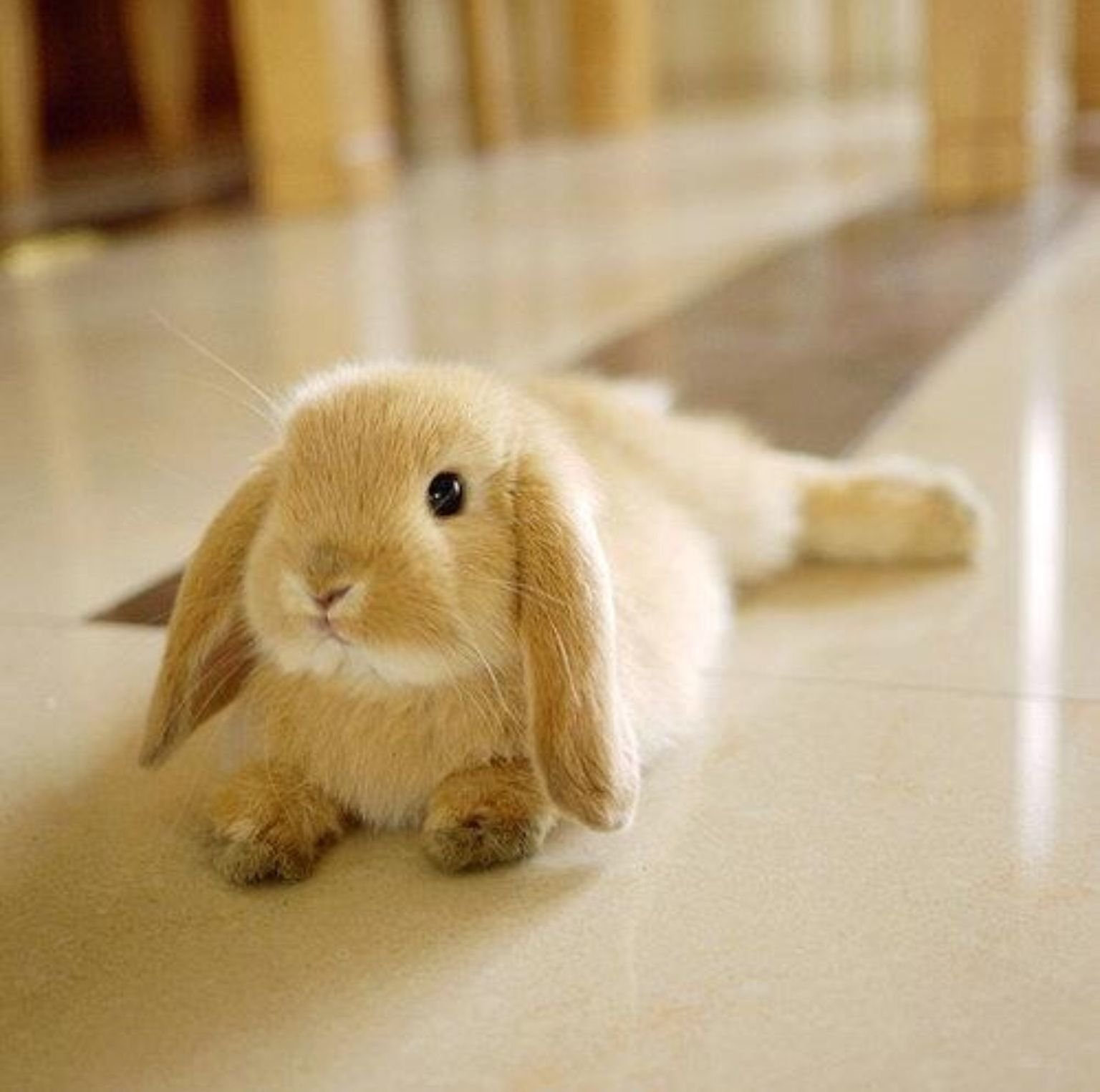 Зайку кролика. Милые зайчики. Милый заяц. Красивый зайчик. Милые кролики.