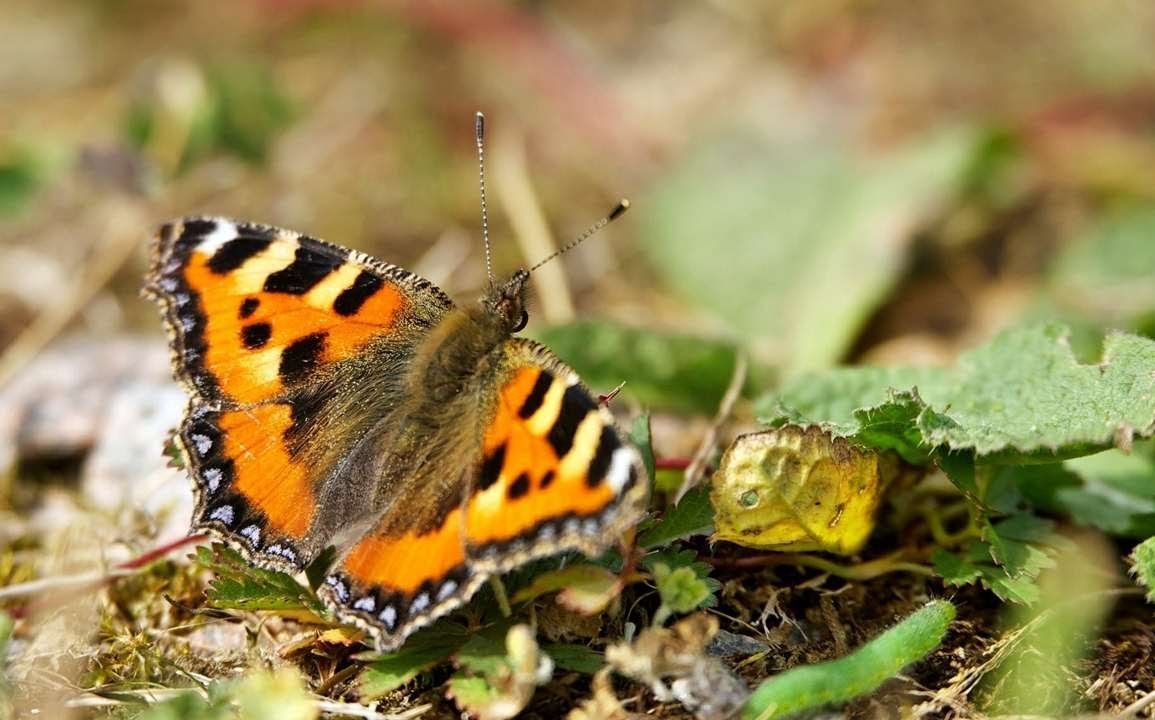 Тигриные глазки бабочка