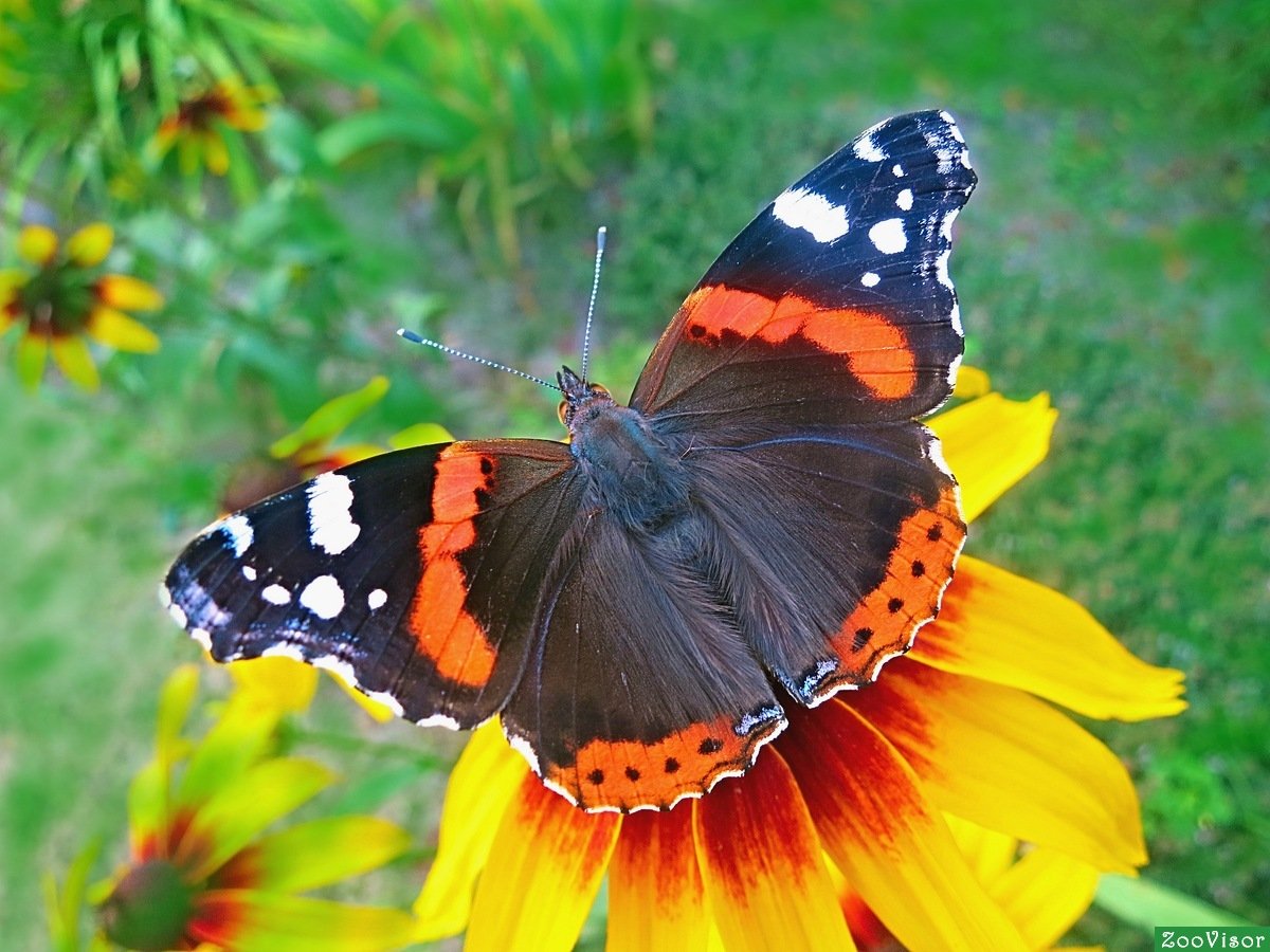 Адмирал (Vanessa Atalanta)